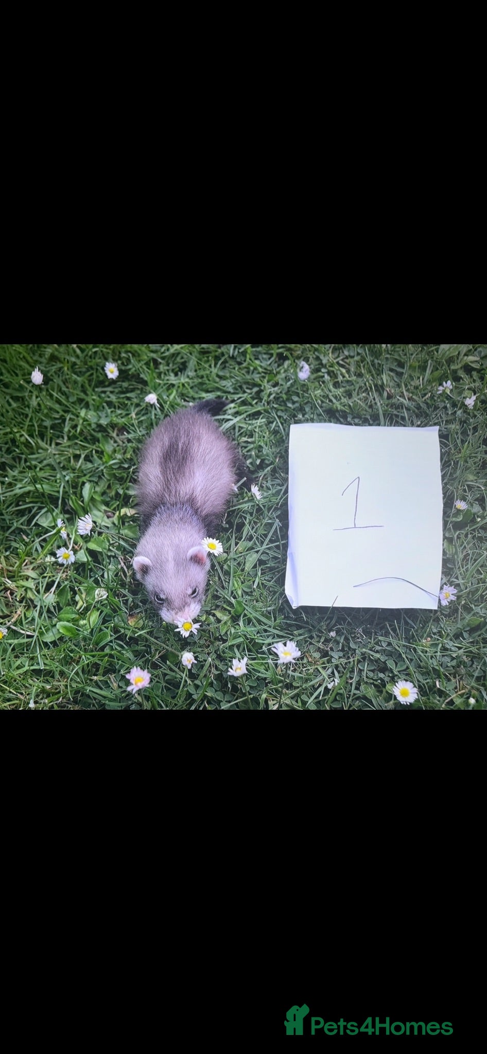 Ferret rodents Baby ferrets looking for forever homes🏡 - Advert 7