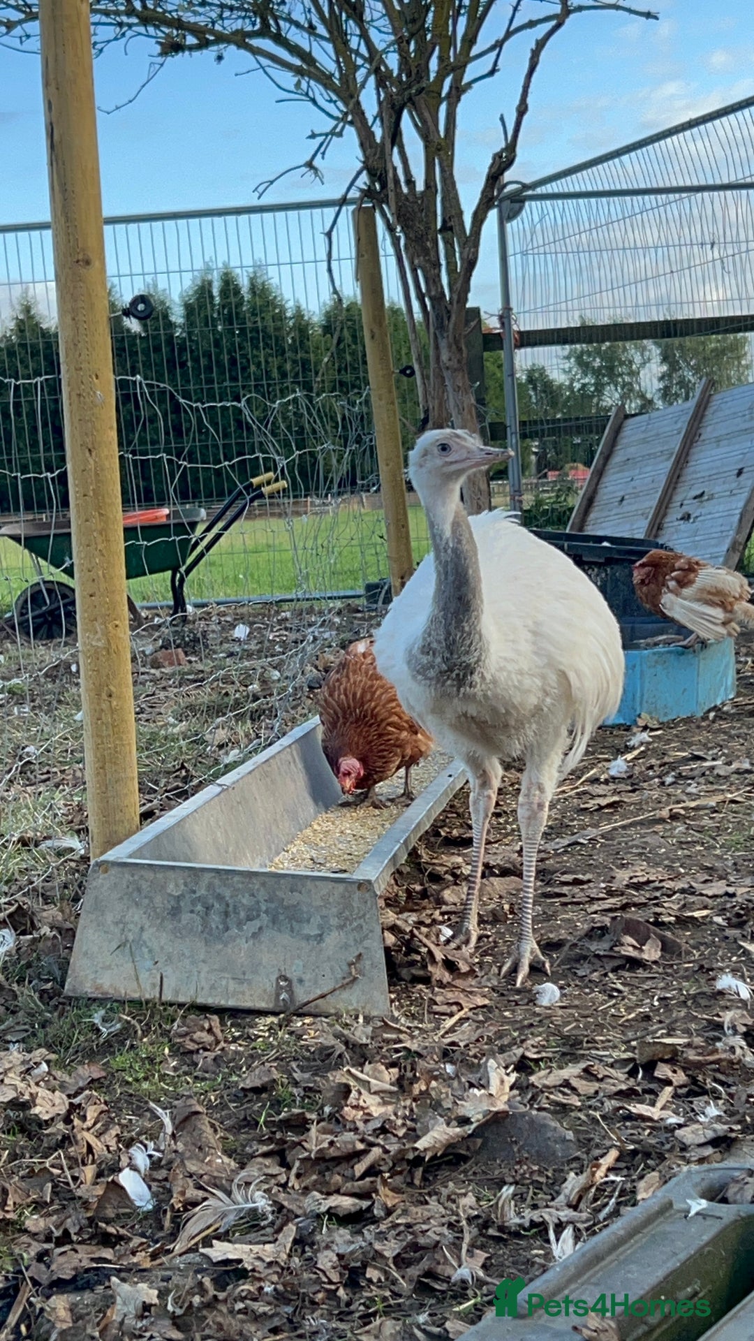 Mixed Breed poultry for sale: Mixed Poultry for Sale (See Description) - Advert 14