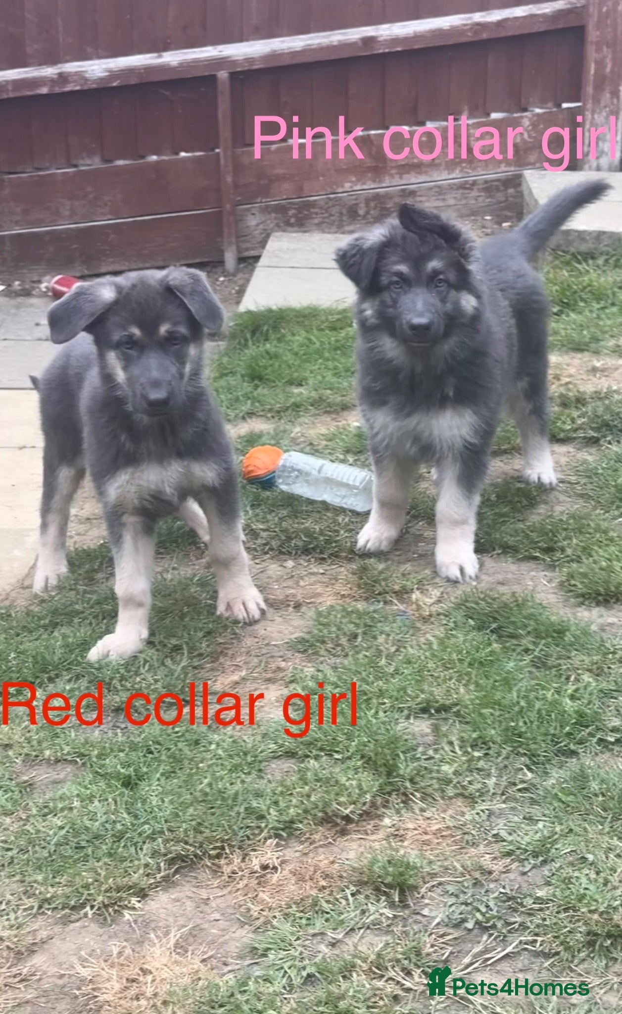 German Shepherd dogs RARE BLUE GERMAN SHEPHERD PUPPIES KC  - Advert 1