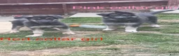 German Shepherd dogs for sale: RARE BLUE GERMAN SHEPHERD PUPPIES KC  - Advert 1