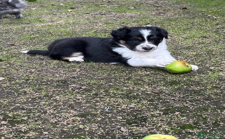Border Collie dogs - Advert 8