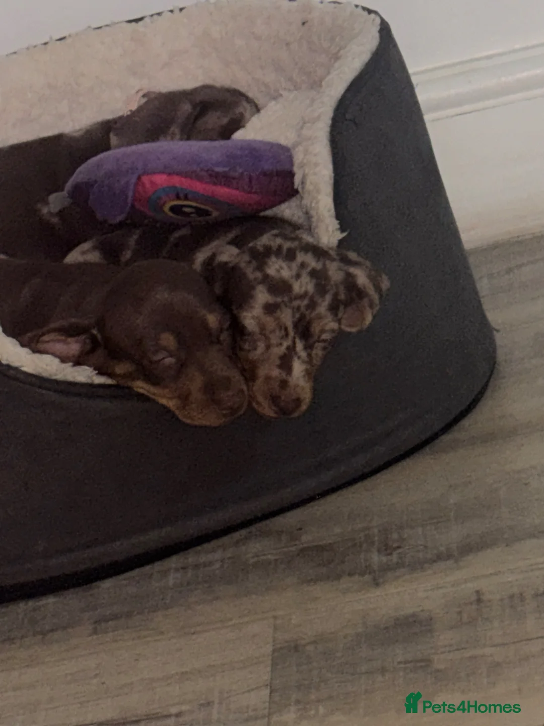 Dachshund dogs for sale: Miniature dashshund puppy’s  - Advert 2