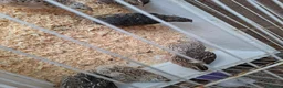 Quail poultry for sale: Coturnix Quails for sale all females - Advert 1