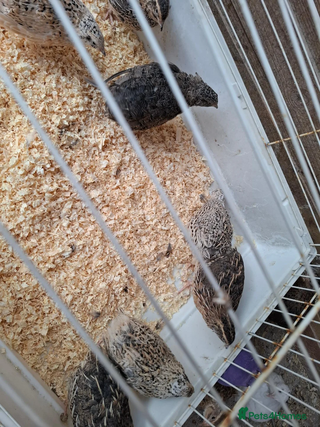 Quail poultry for sale: Coturnix Quails for sale all females - Advert 1