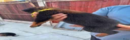 Rottweiler dogs for sale: Fazal  - Advert 6