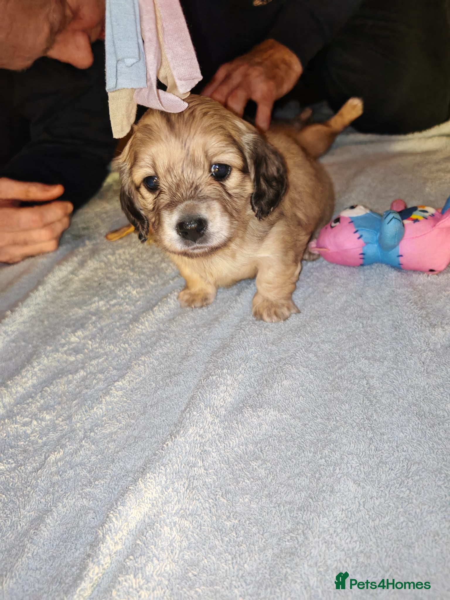 Miniature Dachshund dogs Miniature log haired - Advert 9