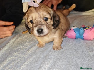 Miniature Dachshund dogs Miniature log haired - Advert 7