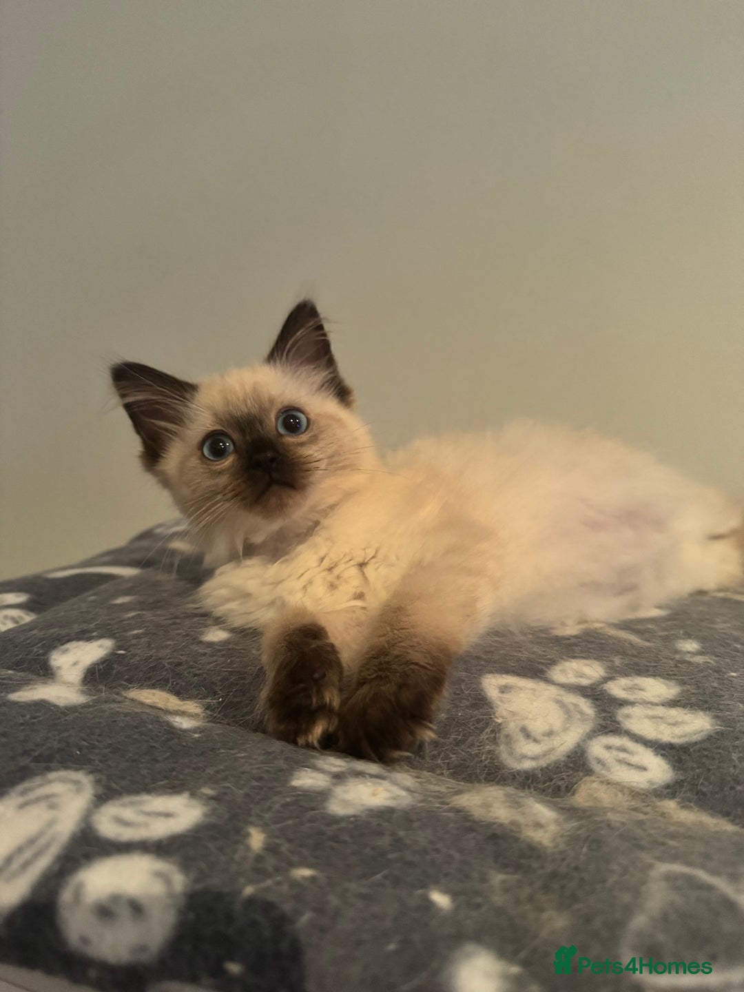 Ragdoll cats for sale: Stunning Seal Point Female Ragdoll  - Advert 3