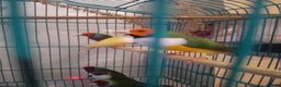Finches birds for sale: Gouldian finches and parrotlet for sale  - Advert 10