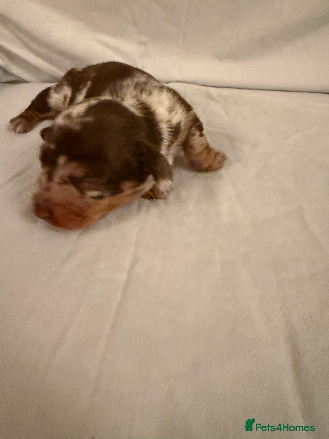 Dachshund dogs for sale: Miniature Dachshund puppies for sale - Advert 10