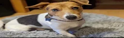 Jack Russell dogs for stud: Stunning proven Jack Russell Stud available  - Advert 4