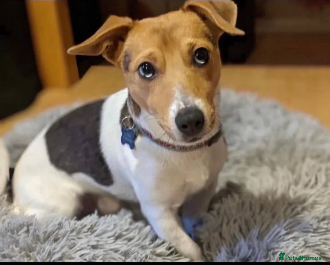 Jack Russell dogs for stud: Stunning proven Jack Russell Stud available  - Advert 4