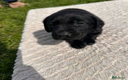 Labrador Retriever dogs for sale: 10 Beautiful black Labrador puppies - Image 16