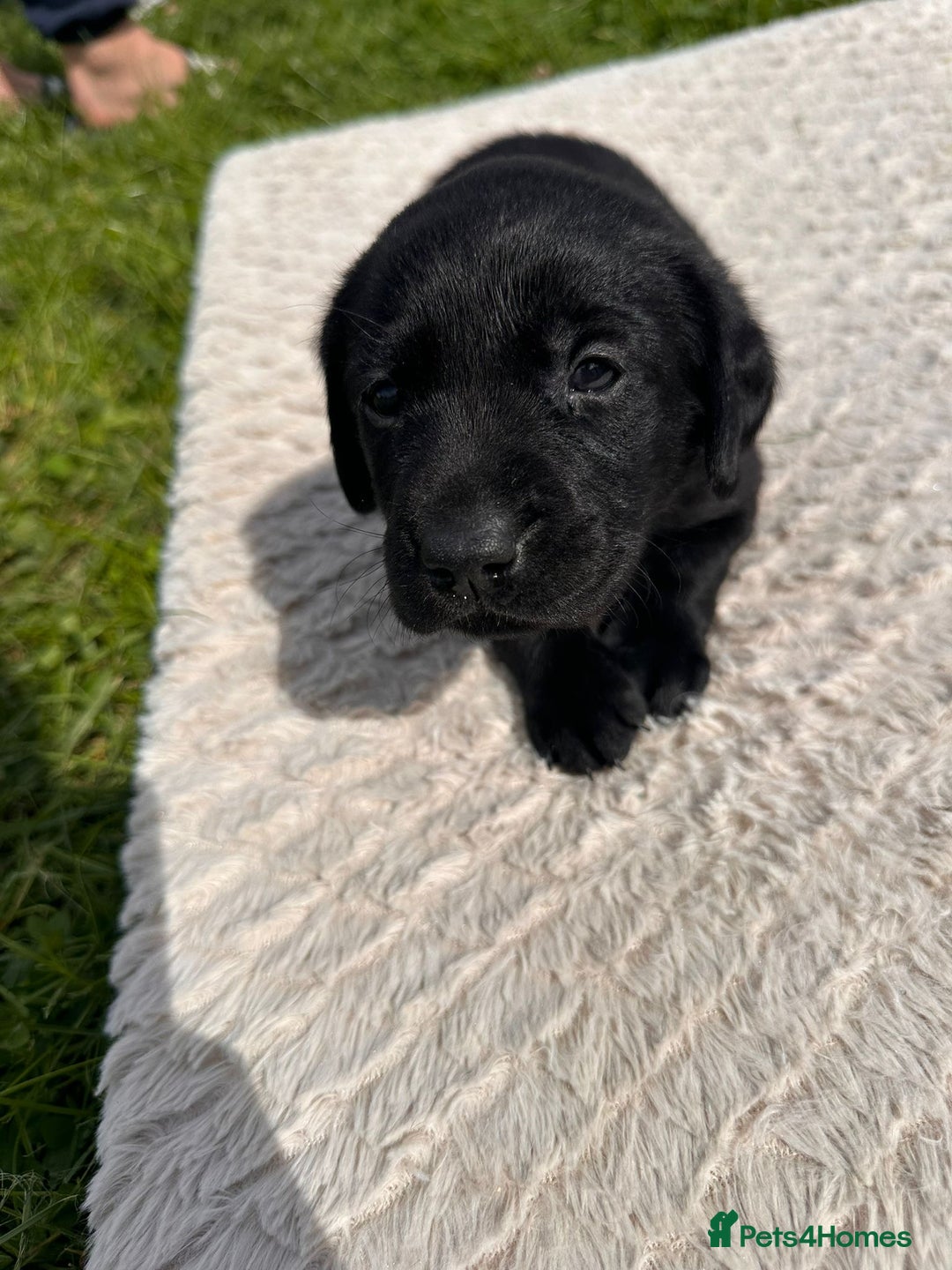 Labrador Retriever dogs for sale: 10 Beautiful black Labrador puppies - Image 16