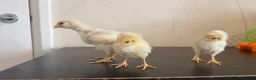 Chickens poultry for sale: 3 baby chicks  in Leicester - Advert 1