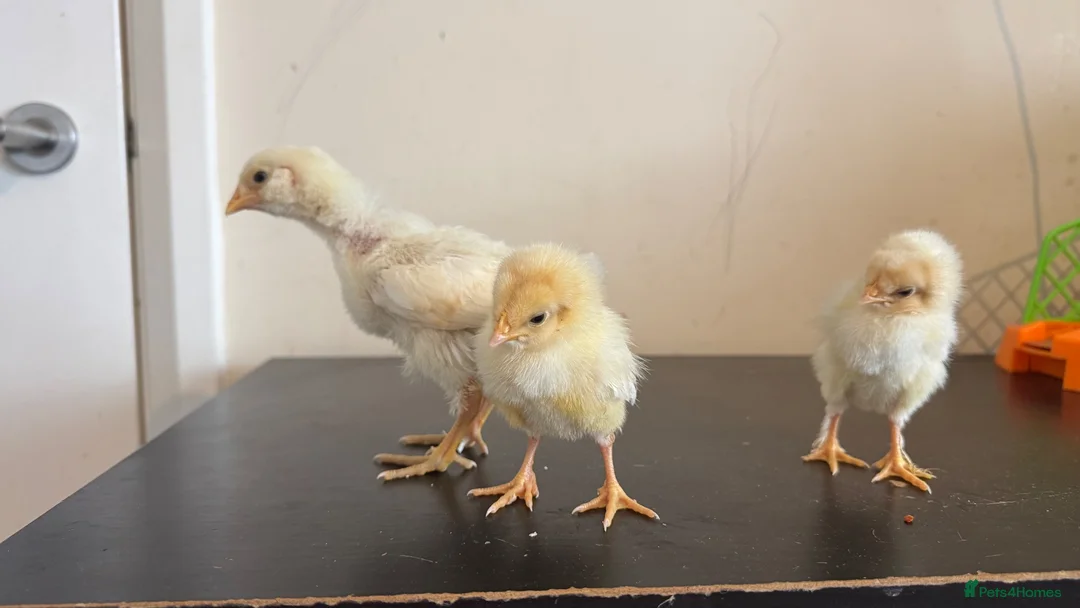Chickens poultry for sale: 3 baby chicks  in Leicester - Advert 1