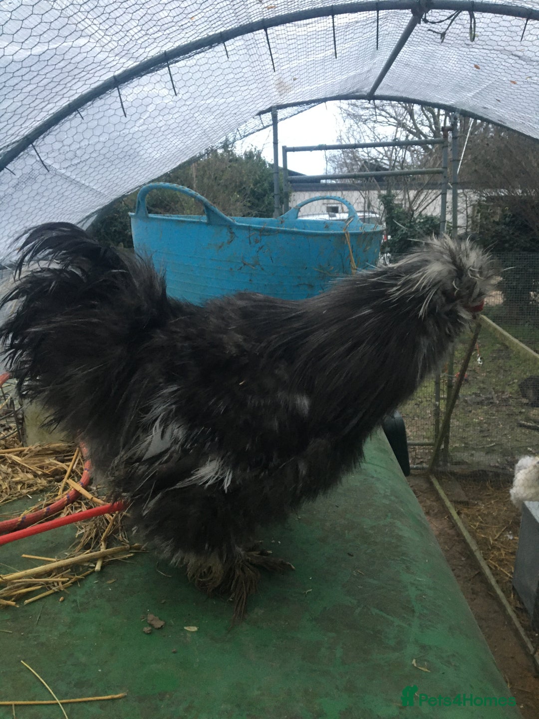 Chickens poultry for sale: Mottled silkie cockerel - Advert 4