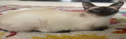 Mixed Breed cats for sale: Siamese x Maine coon kittens - Advert 28