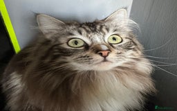 Ragdoll cats for sale: Mink Mother and Daughter pair  - Image 1