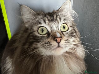 Ragdoll cats - Advert 28