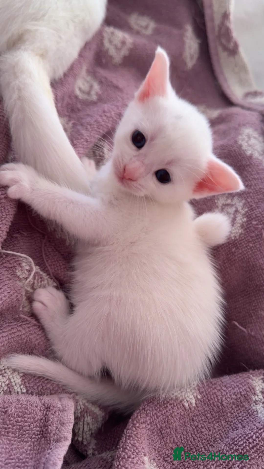 Domestic Shorthair cats for sale: Beautiful Male & Female Kittens for rehoming! in Winsford - Advert 7