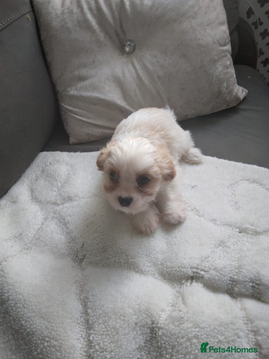 Cavapoo dogs for sale: Cavapoo - Advert 5