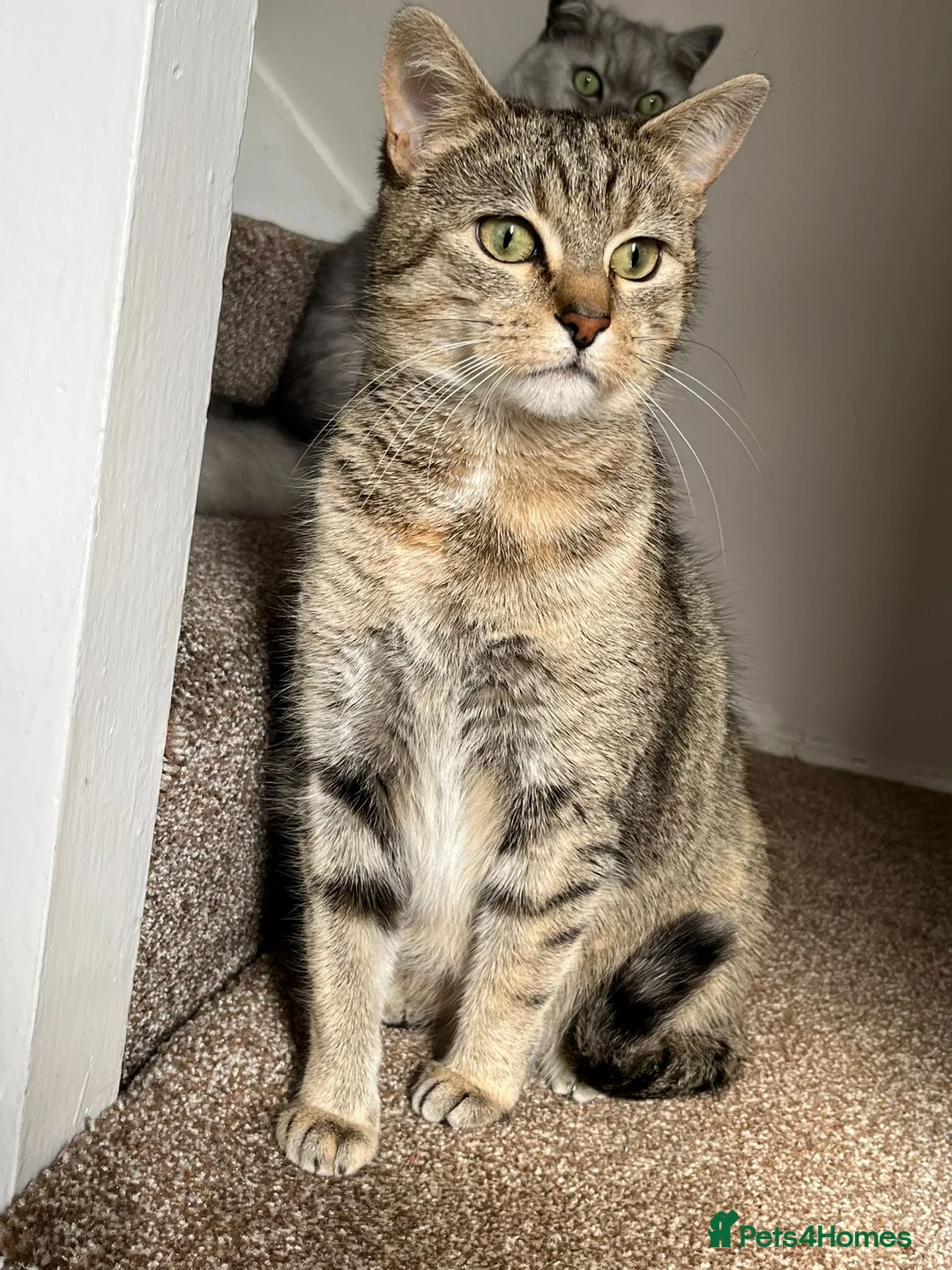 Domestic Shorthair cats for sale: Coco rehoming  - Advert 1