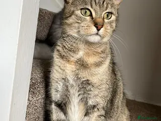 Domestic Shorthair cats Coco rehoming - Advert 16