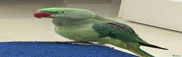 Parrots birds for sale: Baby tamed alexandrine talking parrot  - Advert 1