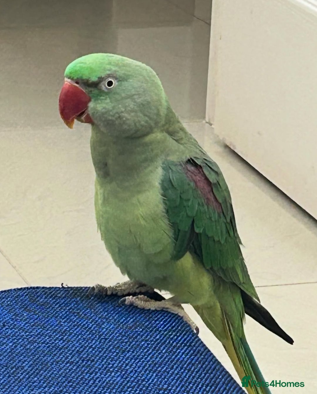 Parrots birds for sale: Baby tamed alexandrine talking parrot  - Advert 1