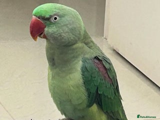Parrots birds Baby tamed alexandrine talking parrot - Advert 2