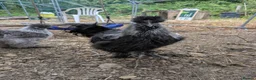 Chickens poultry for sale: Silkie Cockerels "Babs" Ferdinand" and "Nugget" in Lewes - Advert 5