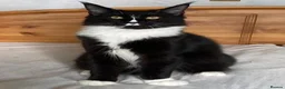 Maine Coon cats for sale: Much-Loved Tuxedo Maine Coons Seeking New Homes in Horncastle - Advert 5