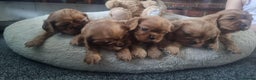 Cavalier King Charles Spaniel dogs for sale: Beautiful toy ruby King charles cavalier puppies. - Advert 9