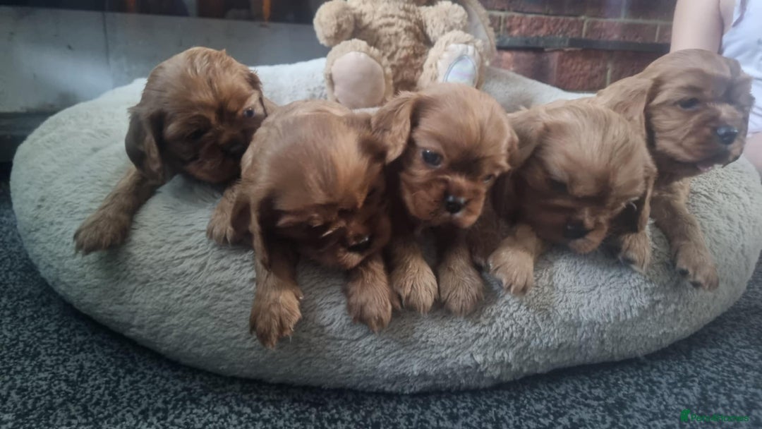 Cavalier King Charles Spaniel dogs for sale: Beautiful toy ruby King charles cavalier puppies. - Advert 9