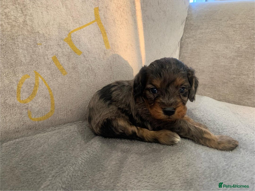 Cavapoo dogs for sale: Cavalier puppy’s  - Advert 8