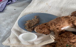 Cockapoo dogs for sale: 3 puppies left - ready now  - Image 9