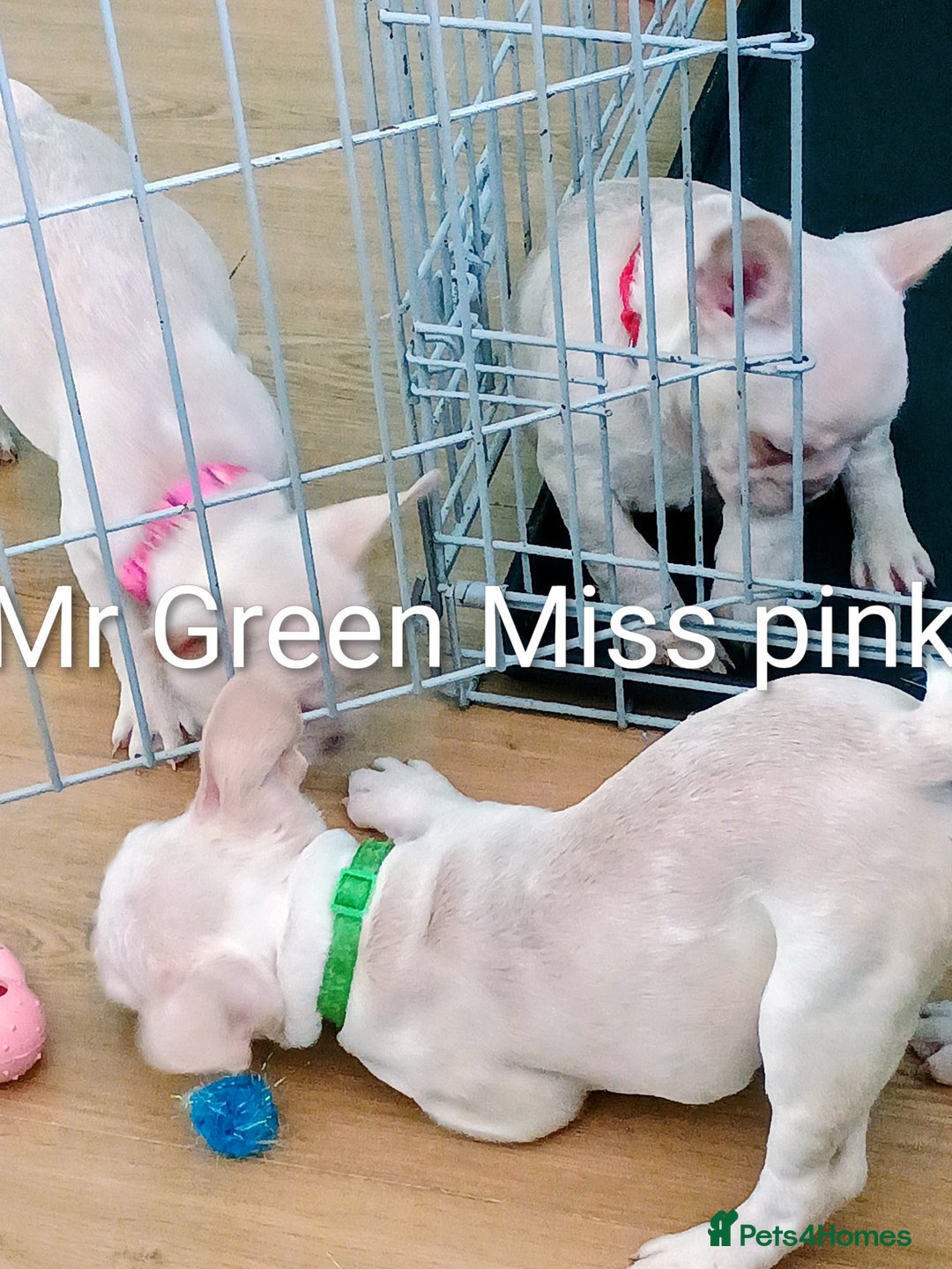 French Bulldog dogs for sale: Quality chunky French bulldog fluffy carriers  - Image 16