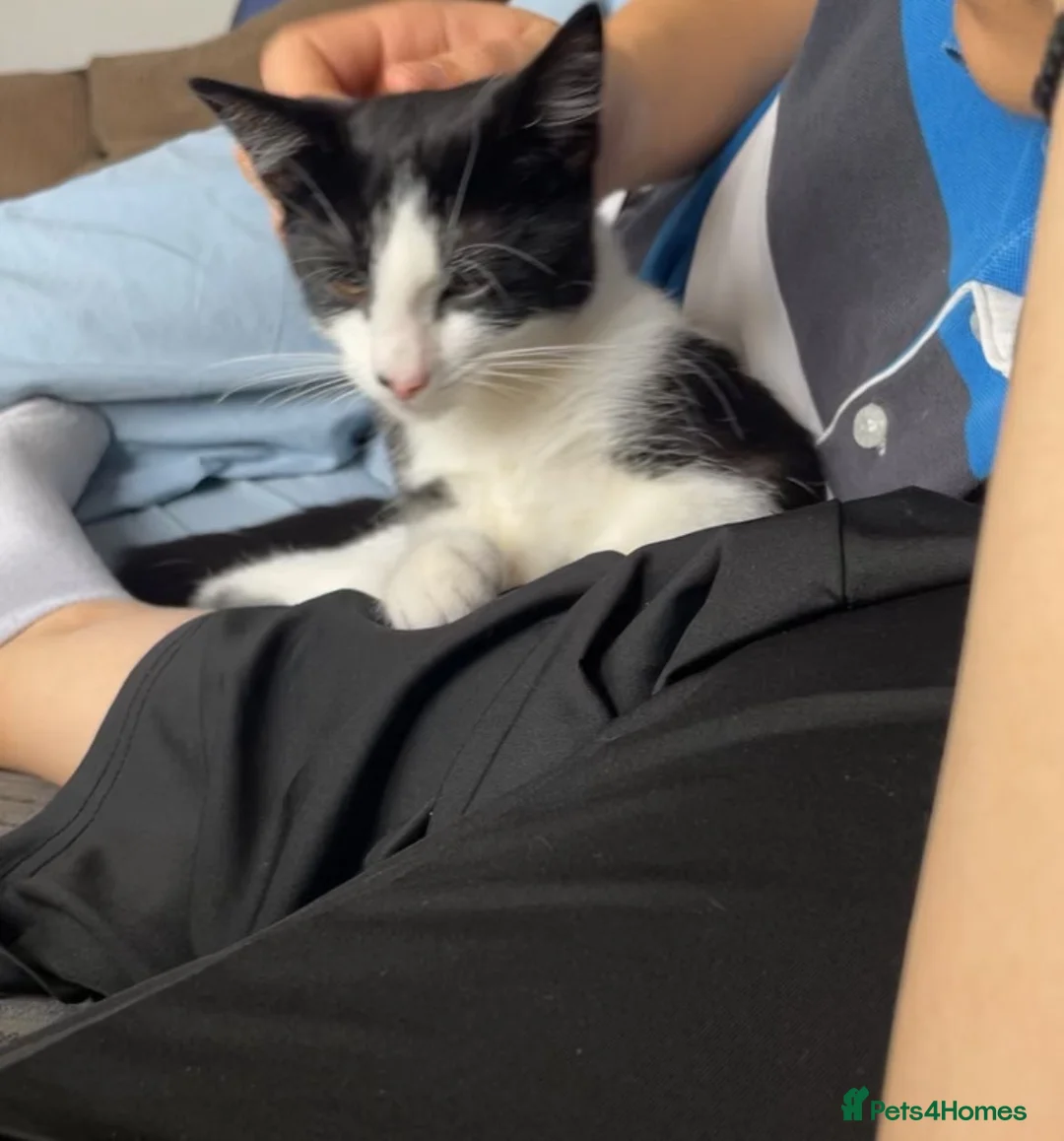 Domestic Shorthair cats for sale: 1 adult cat and 1 10 month old kitten - Advert 5