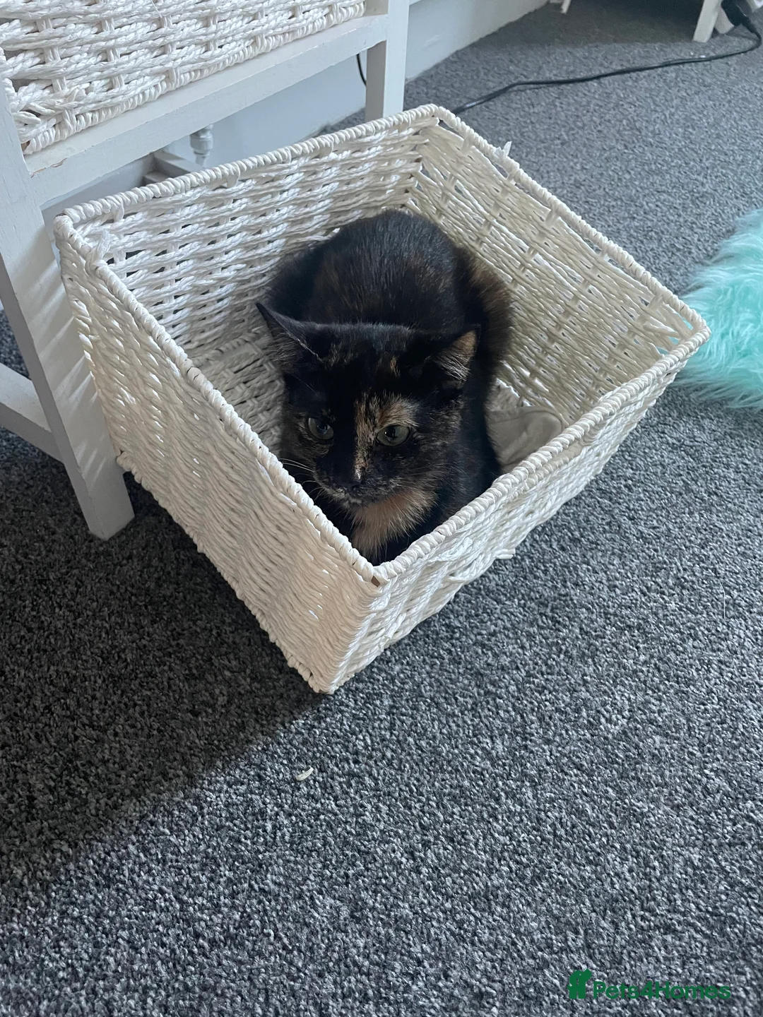 British Shorthair cats for sale: Female cat - Advert 4