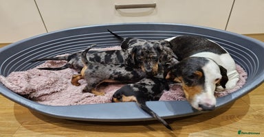 Dachshund dogs - Advert 4