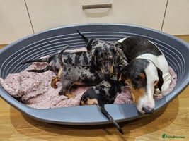 Dachshund dogs - Advert 4