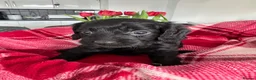 Cavapoo dogs for sale: Beautiful Cavapoo puppies - Advert 7