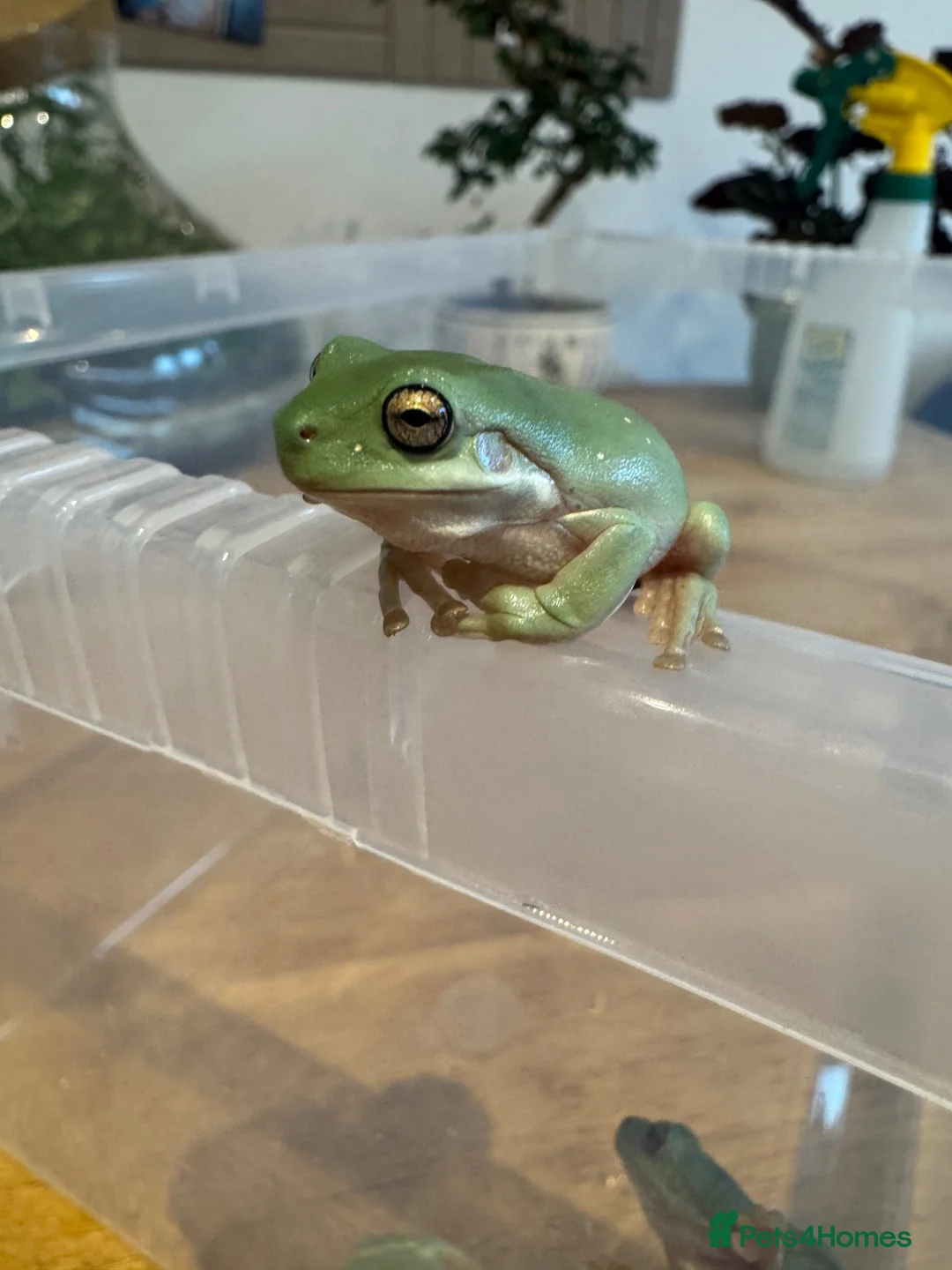 Frog reptiles for sale: Whites tree frog juveniles  in Gloucester - Advert 4