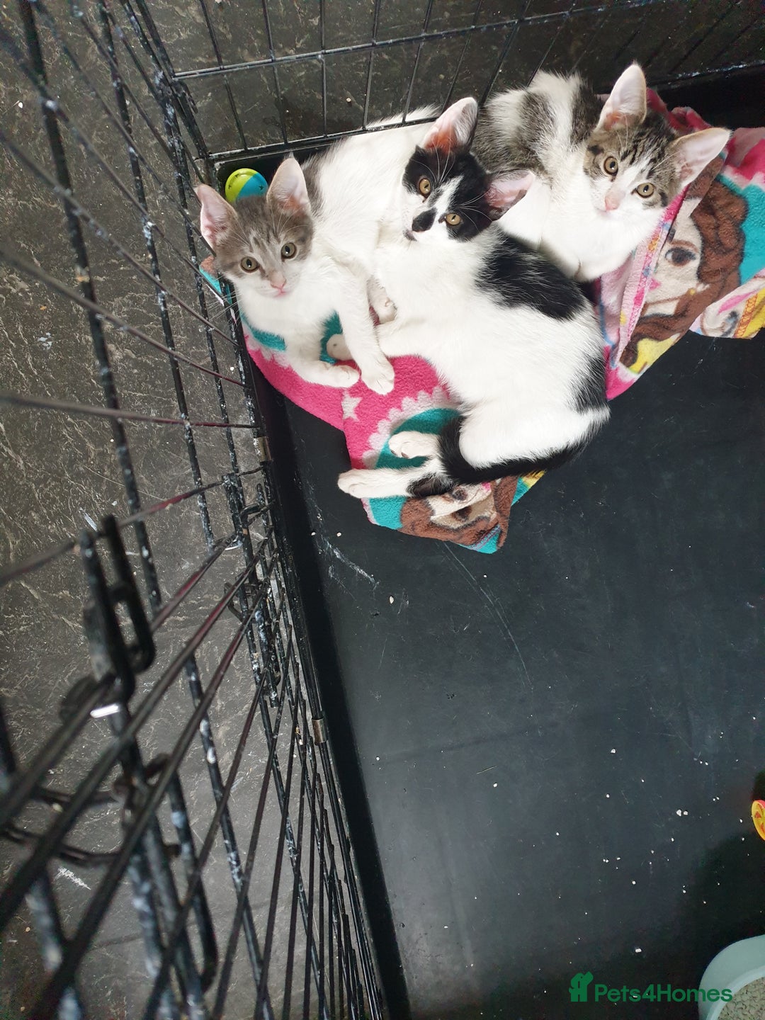 Domestic Shorthair cats for sale: 3 beautiful boys left ! Ready now - Image 3