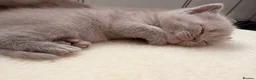 British Shorthair cats for sale: BSH kittens  - Advert 10