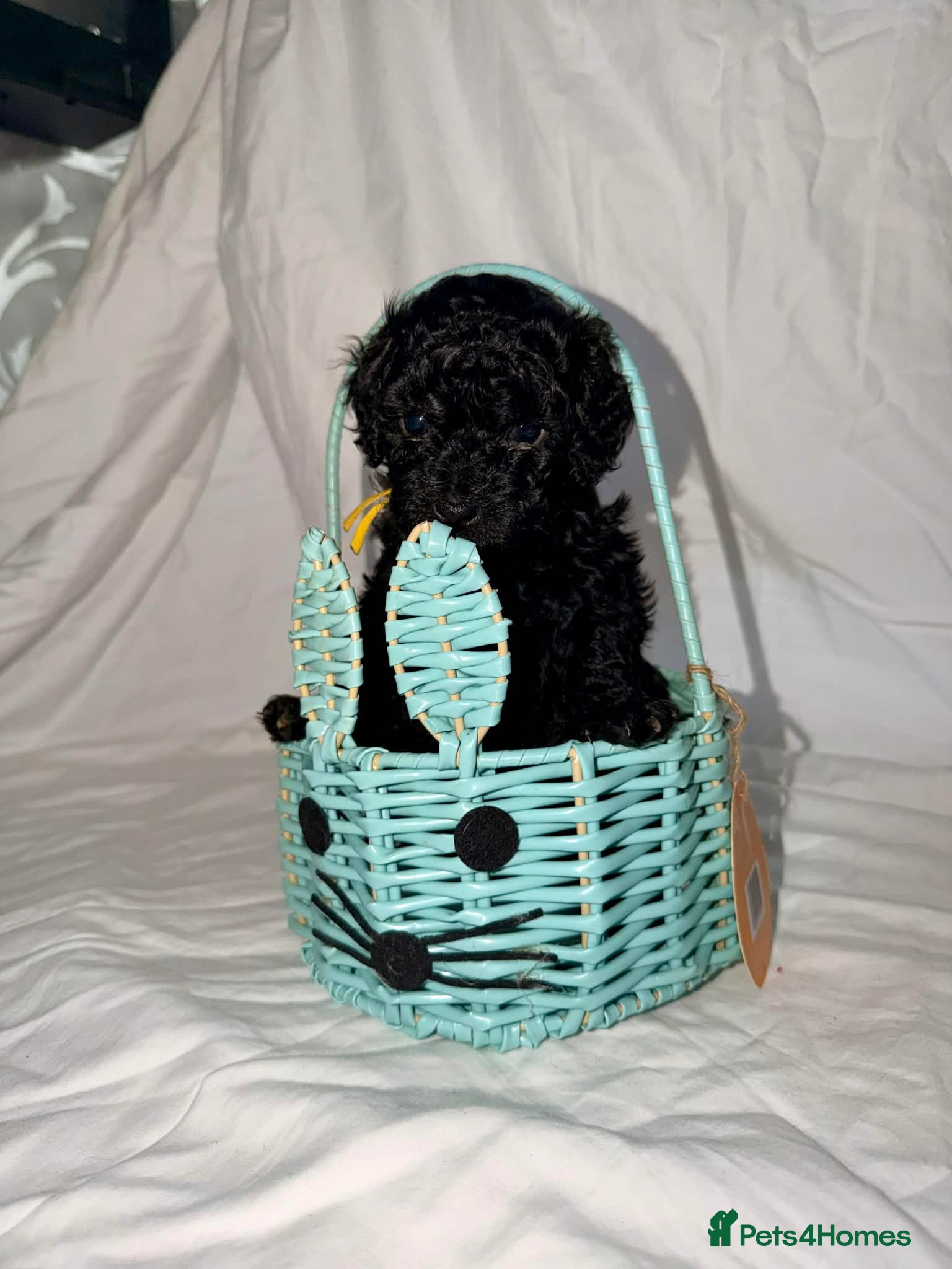 Shihpoo dogs Toy Shihpoo puppys - Advert 7