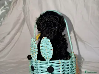 Shihpoo dogs Toy Shihpoo puppys - Advert 7