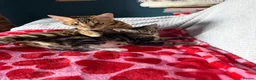 Mixed Breed cats for sale: Male kitten  - Advert 6