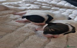 Jack Russell dogs for sale: Jack Russell puppies  - Advert 6